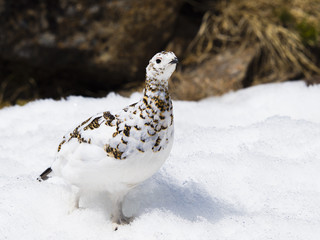 春のライチョウ雌(rock ptarmigan)