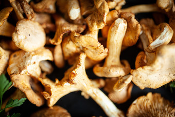 chanterelle mushroom
