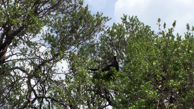 Birds on tropical tree in a rain forest. Picturesque wild nature and beautiful landscape. Picturesque wild nature of French Polynesia Tahiti Island. Beautiful landscape.