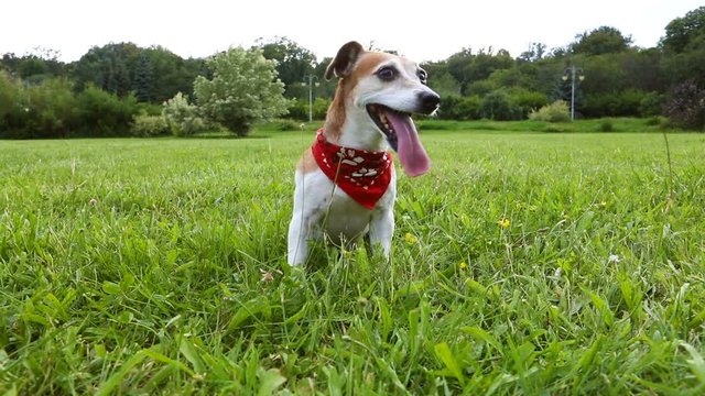 Dog having rest after active game. cute dog in red Kerchief sitting on the grass breathing heavily. Video footage. Adorable domestic animal