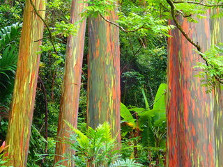 Colorful green and red rainbow eucalyptus tree trunks