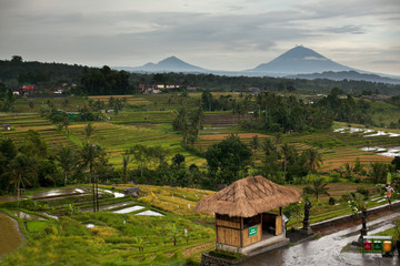 Fototapeta na wymiar Bali rice terraces in mountains in rainy weather. Rice fields of Jatiluwih. Volcano of Gunung Batur and Mount Agung among green rice fields