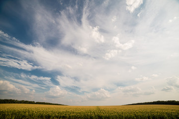 Fototapeta na wymiar landscape of fields in Russia 