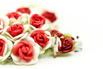 Miniature people : Team worker with Red roses and white roses on white backgroud, valentine day lover concept.