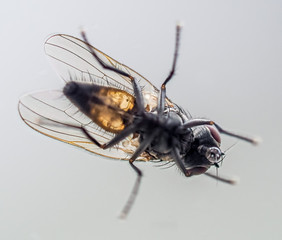 Nahaufnahme einer Fliege von unten fotografiert