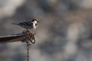bird on steel pole