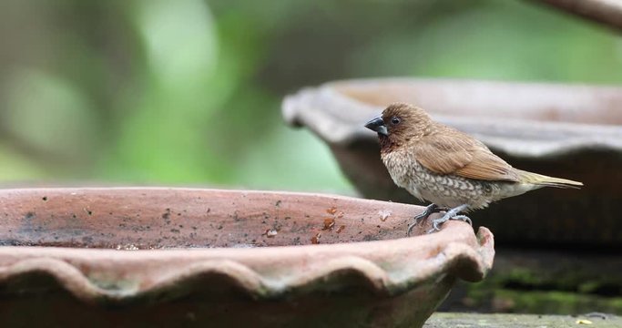 Scaly-breasted Munia bathing in brown clay tray with green forest as background.