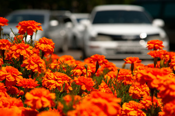 Colorful flowers of marigolds in the landscape of the city. Flower bed in the background of city...