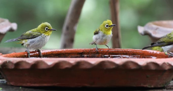Many of Oriental white-eye birds bathing in a brown clay tray with forest background.