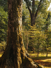 Obraz premium Japanese garden in Kyoto