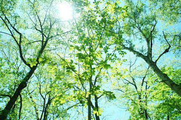 新緑　若葉　太陽,葉　癒し