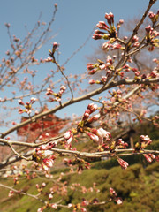 Cherry blossom in Kyoto