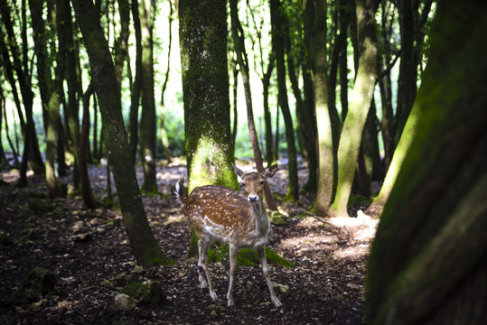 fawn among the trees of the forest