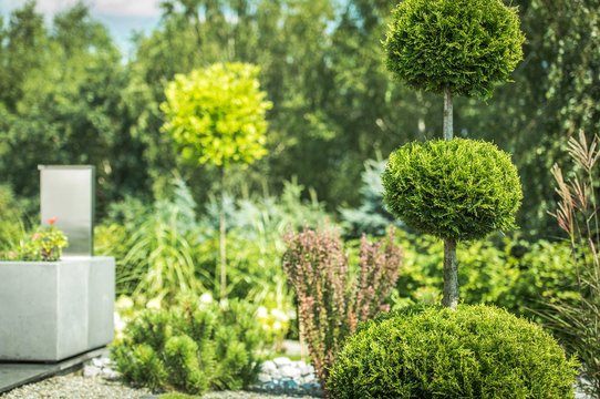 Topiary Art Of Clipping Shrubs