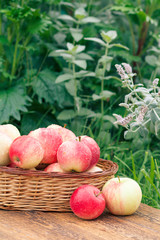 Just picked apples in a wicker basket on wooden boards with plants on background