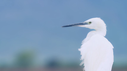 great white bird on blue sky background