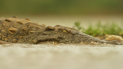 Crocodile in the River