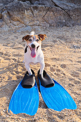 Adorable jack russell terrier dog with big blue flippers having fun on the beach. Concept of fun pastime with dog in the summertime © Kira_Yan