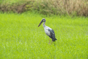 Asian Openbill Standing on green field