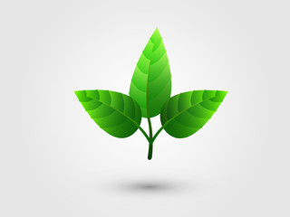 A set of three close green leaf together for logo vector illustration