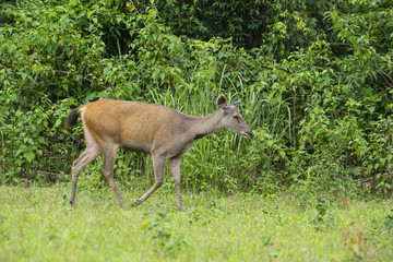 Sambar deer in nature