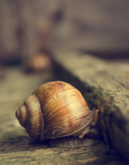 Snale Shell on Wood