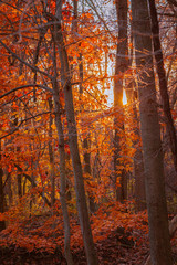Sunset on a wooded trail during autumn