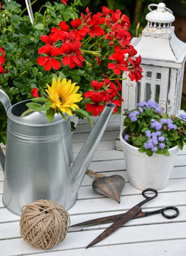 Gartendekoration mit roten Geranien und einer Gießkanne Werkzeug von oben