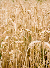 image of field with wheat close-up