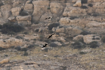 flying crows