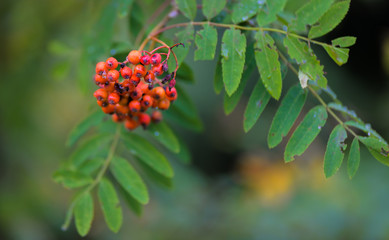 esche eberesche
 mit roten Beeren