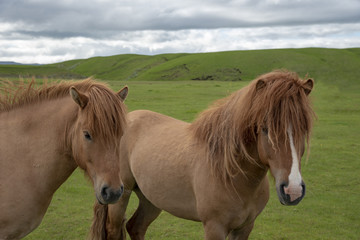 Couple of icelandic horses