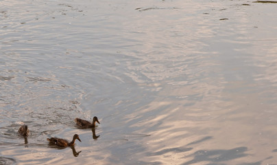 Three mallard ducks swimming in the Allegheny River In Warren County, Pennsylvania, USA with room in the picture for added text