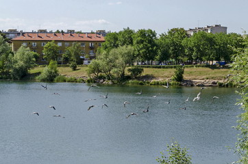 Group Pigeons, dove or Columba livia with variegated feathers fly over the  lake, district Drujba, Sofia, Bulgaria  