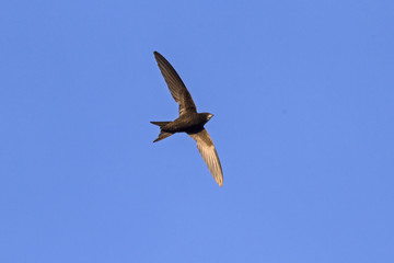 Flying swift. Common Swift (Apus apus).