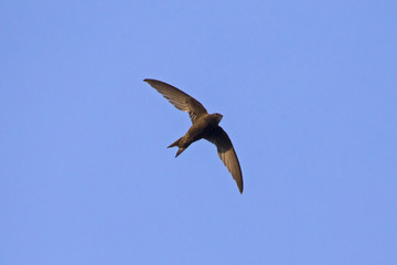 Flying swift. Common Swift (Apus apus).