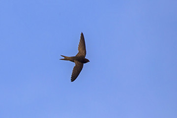 Flying swift. Common Swift (Apus apus).