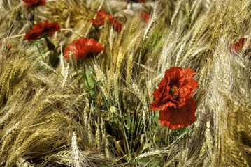 Poppy in wheat ears