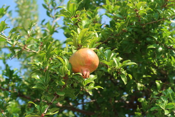 Pomegranate