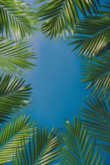Fototapeta na wymiar tropical palm foliage, greenery background, summer concept