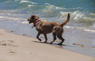 dog playing on the beach