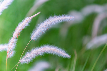 White grass flowers field blossom in nature background.