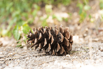 pine cone 