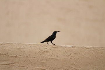 bird sitting on the edge