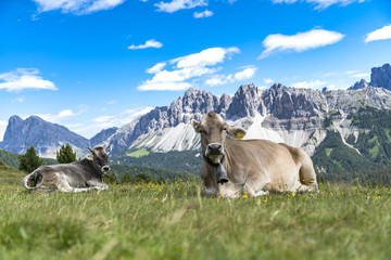 Two cows lying on a Meadow on the Plose with a beautiful view to the Italian Dolomites (Geisler) © rene gamper