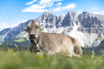 Fototapeta na wymiar Two cows lying on a Meadow on the Plose with a beautiful view to the Italian Dolomites (Geisler)