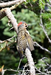 Northern Flicker on a branch in a forest clearing, looking sideways surrounded by pine branches