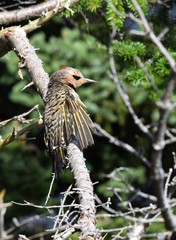 Northern Flicker sleeping  on a branch in a forest clearing, head turned sideways surrounded by pine branches