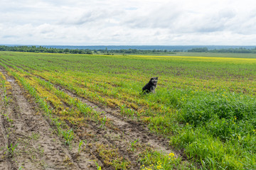 Dog sits near dirt road through vast green grass farm field
