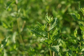 Mint in the garden